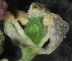 Cardamine cubita. Flower with two stamens.
 Image: P.B. Heenan © Landcare Research 2019 CC BY 3.0 NZ